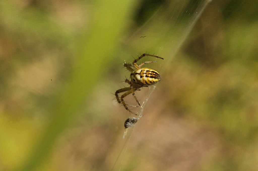 Mangora acalypha?
